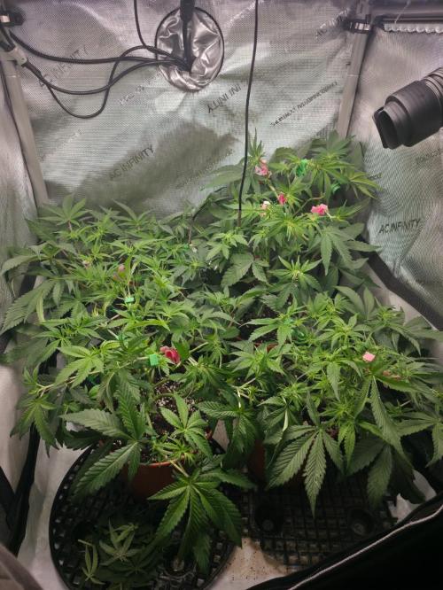 Tangerine dream & White runtz. Week 8