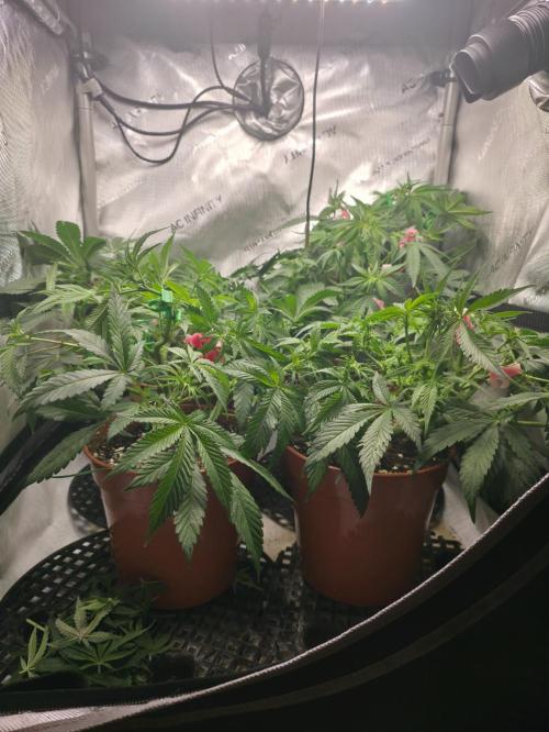Tangerine dream & White runtz. Week 8