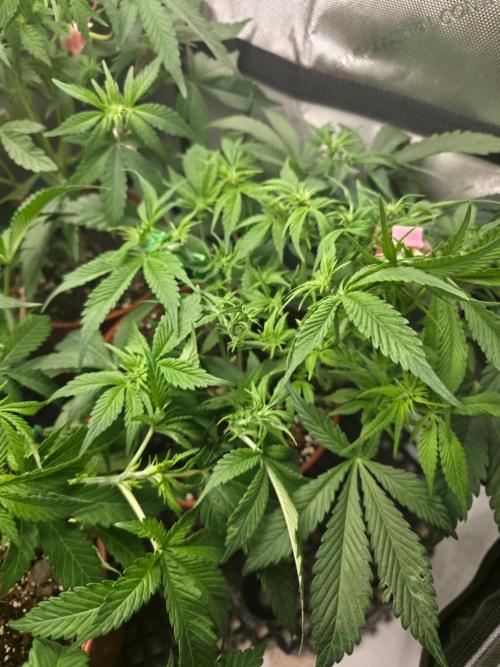 Tangerine dream & White runtz. Week 8