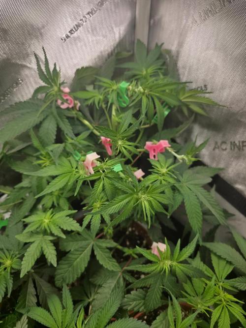 Tangerine dream & White runtz. Week 8
