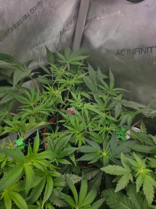 Tangerine dream & White runtz. Week 8