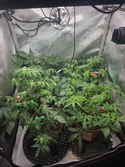 Tangerine dream & White runtz. Week 8