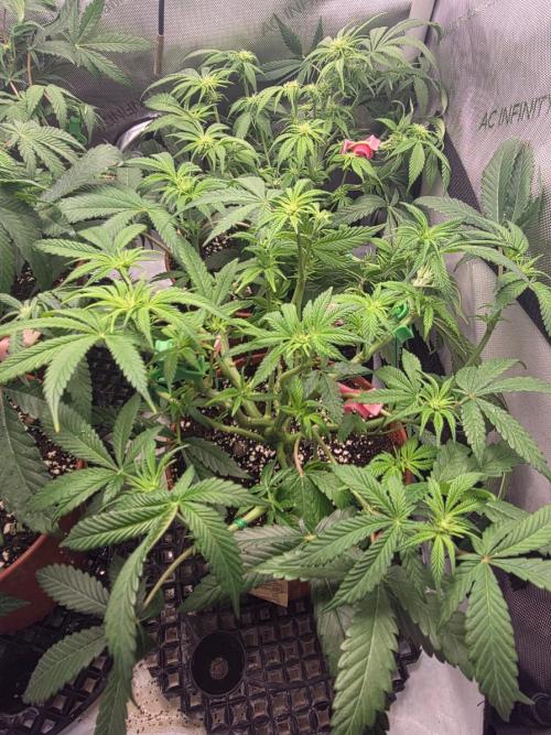 Tangerine dream & White runtz. Week 8