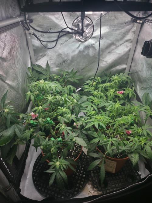 Tangerine dream & White runtz. Week 8