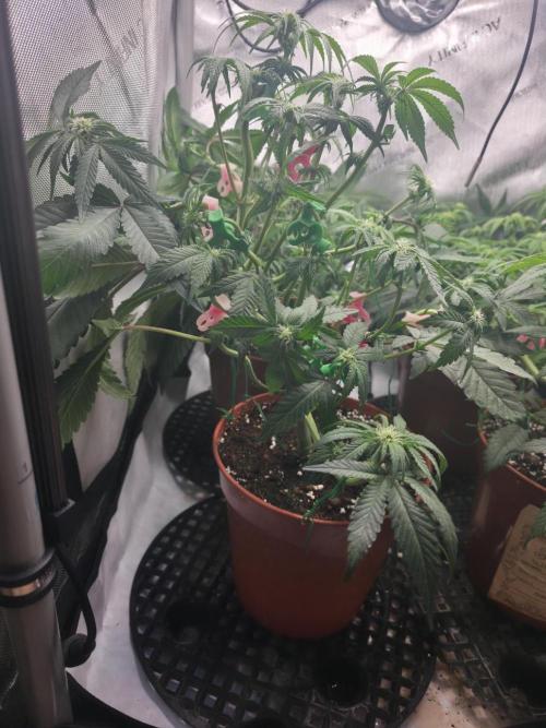 Tangerine dream & White runtz. Week 8