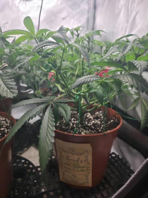 Tangerine dream & White runtz. Week 8