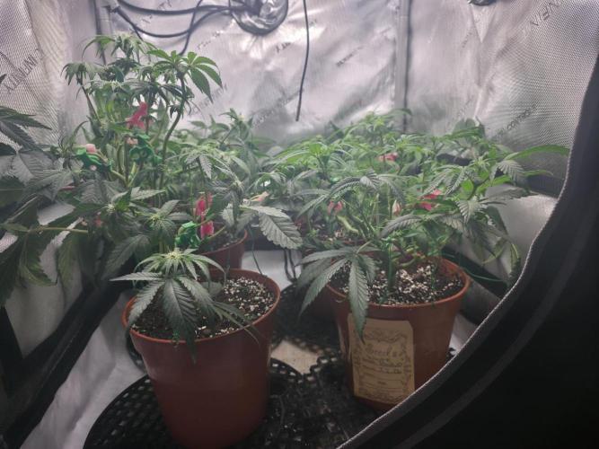 Tangerine dream & White runtz. Week 8