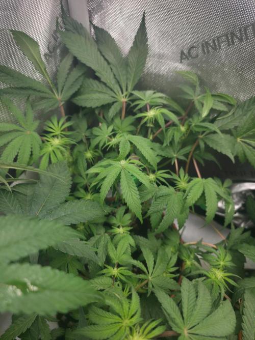 Tangerine dream & White runtz. Week 8