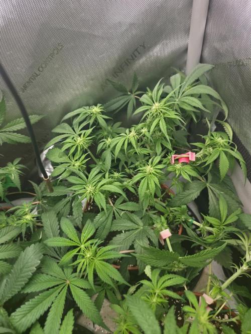 Tangerine dream & White runtz. Week 8