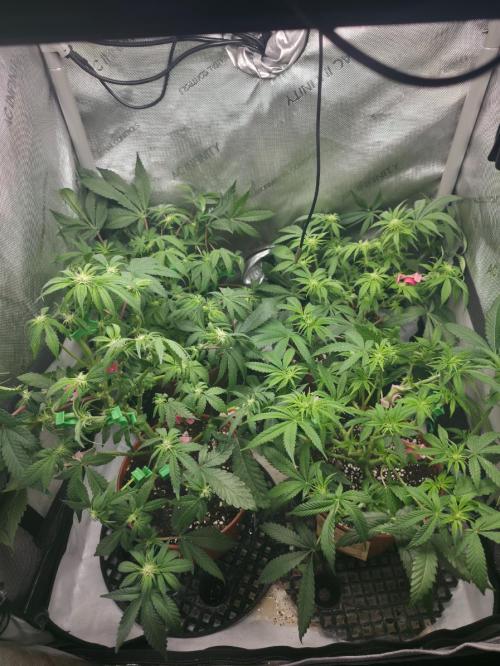 Tangerine dream & White runtz. Week 8