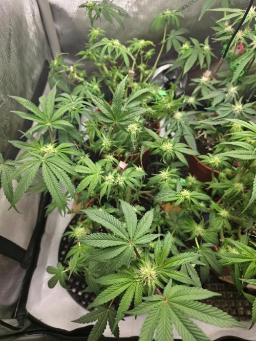 Tangerine dream & White runtz. Week 9