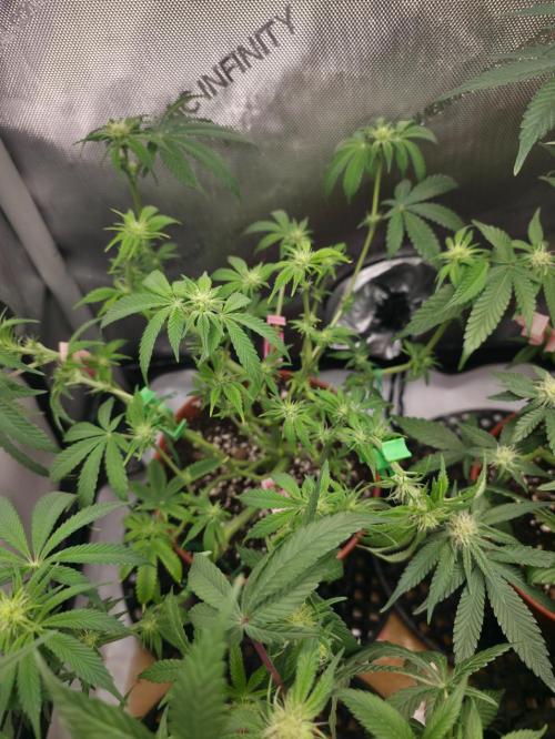 Tangerine dream & White runtz. Week 9