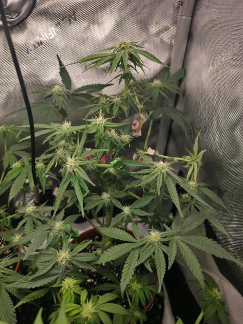 Tangerine dream & White runtz. Week 9