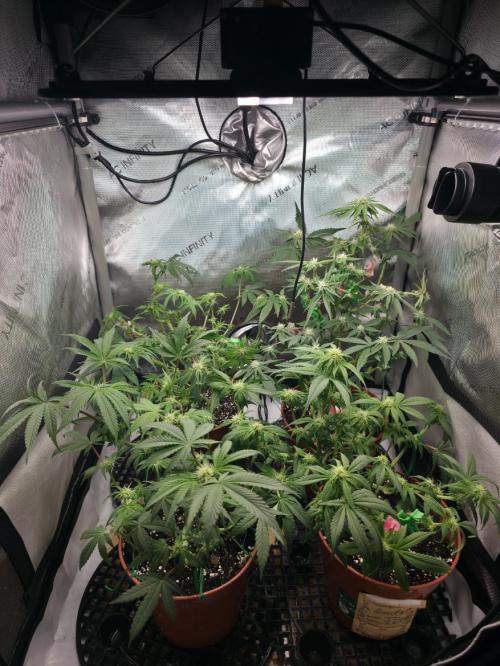 Tangerine dream & White runtz. Week 9