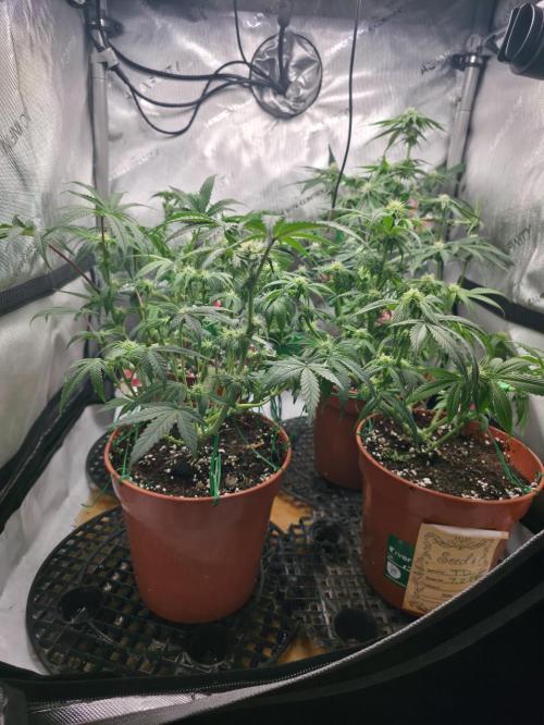 Tangerine dream & White runtz. Week 9