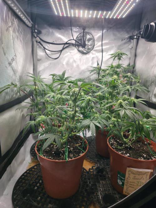 Tangerine dream & White runtz. Week 9