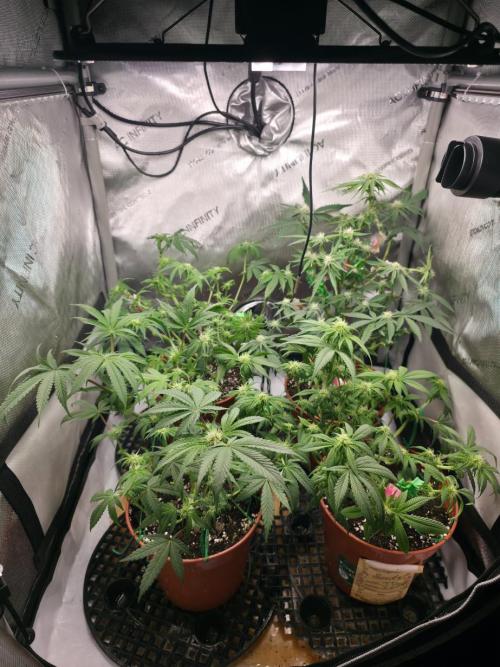 Tangerine dream & White runtz. Week 9