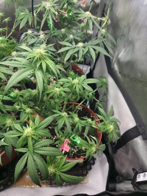 Tangerine dream & White runtz. Week 9