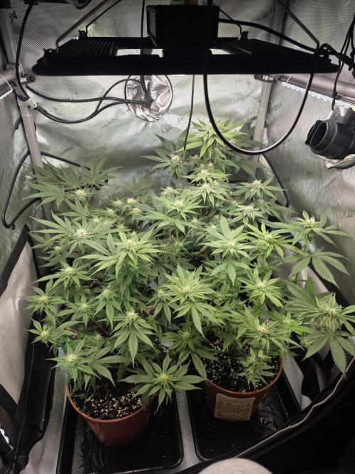 Tangerine dream & White runtz. Week 10