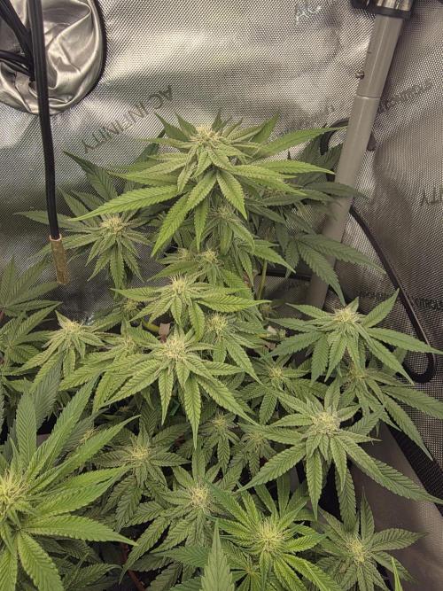 Tangerine dream & White runtz. Week 10