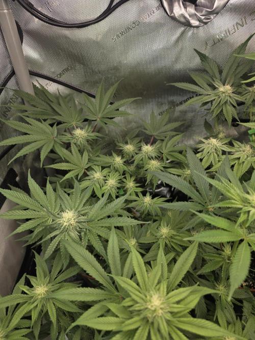 Tangerine dream & White runtz. Week 10