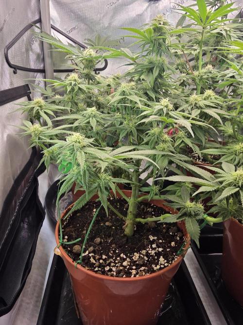 Tangerine dream & White runtz. Week 10