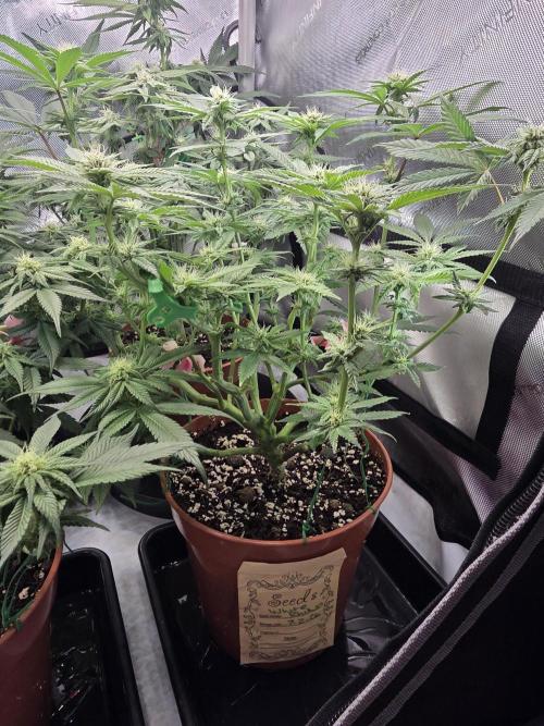 Tangerine dream & White runtz. Week 10