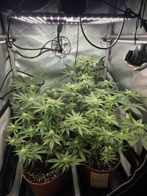 Tangerine dream & White runtz. Week 10