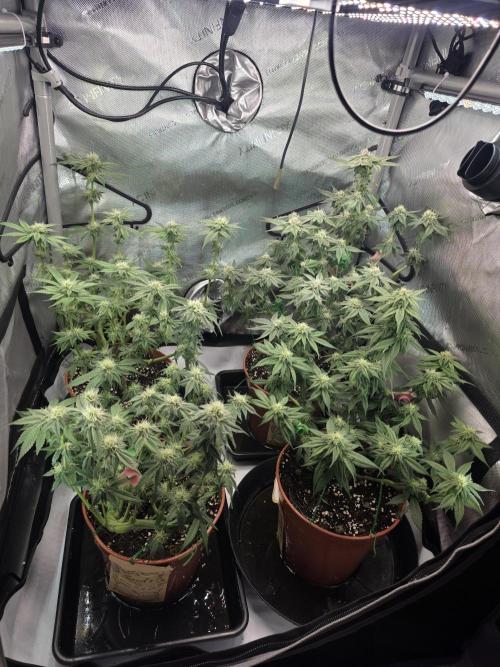 Tangerine dream & White runtz. Week 10