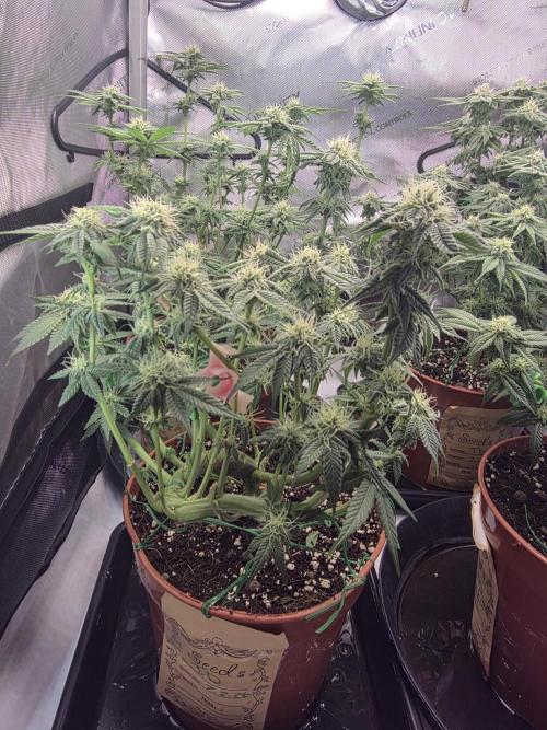 Tangerine dream & White runtz. Week 10