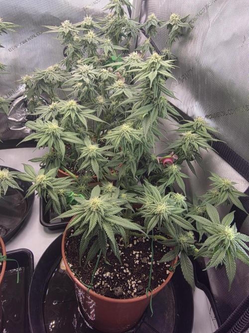 Tangerine dream & White runtz. Week 10