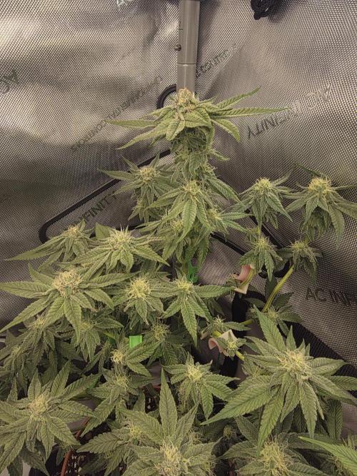 Tangerine dream & White runtz. Week 10