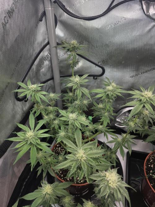 Tangerine dream & White runtz. Week 10