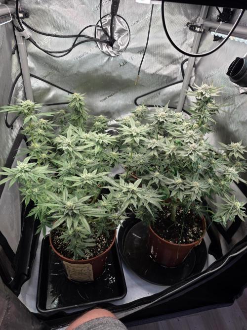 Tangerine dream & White runtz. Week 11