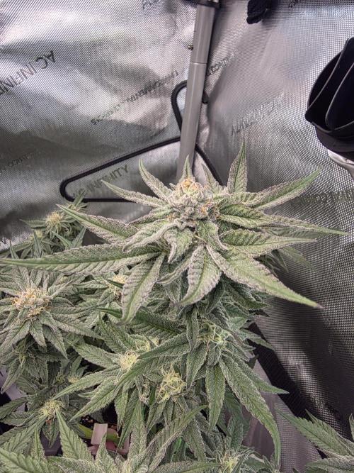 Tangerine dream & White runtz. Week 11