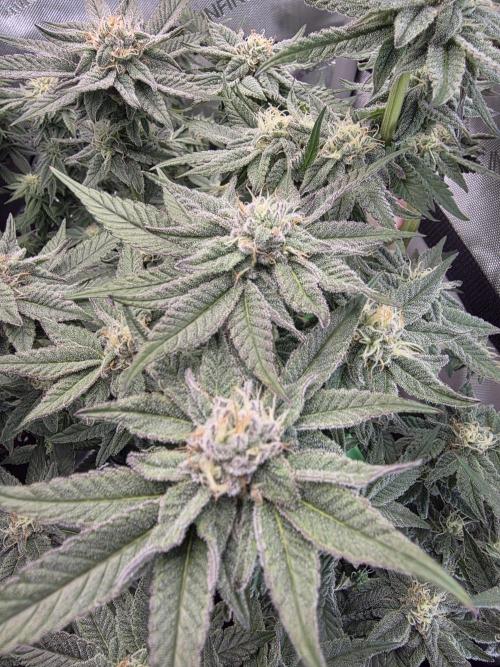 Tangerine dream & White runtz. Week 11