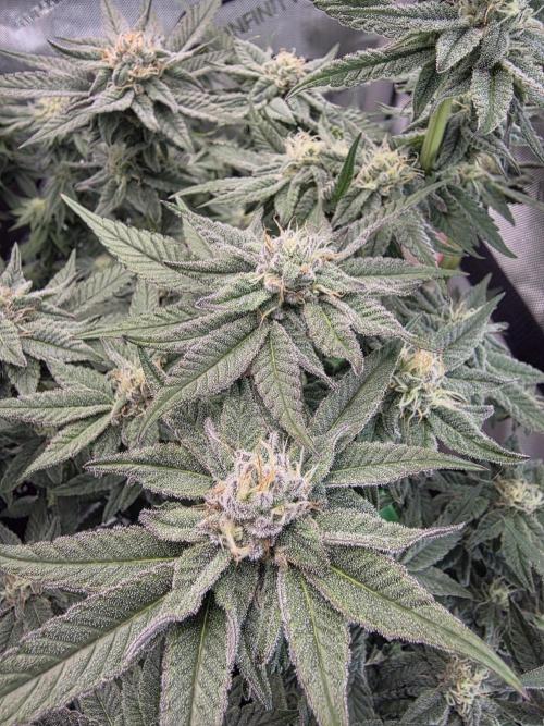 Tangerine dream & White runtz. Week 11