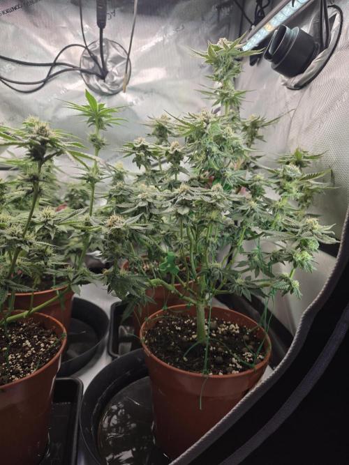 Tangerine dream & White runtz. Week 11