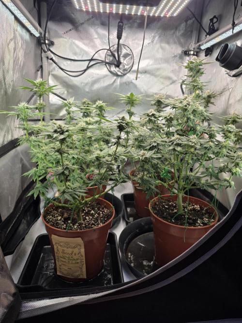 Tangerine dream & White runtz. Week 11