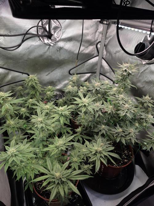 Tangerine dream & White runtz. Week 11