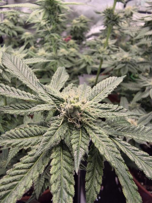 Tangerine dream & White runtz. Week 11