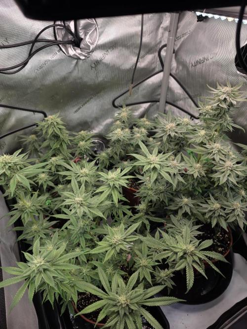 Tangerine dream & White runtz. Week 11