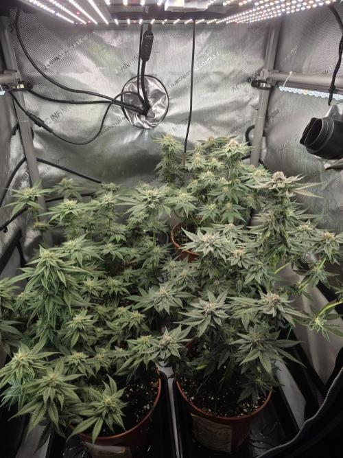 Tangerine dream & White runtz. Week 11