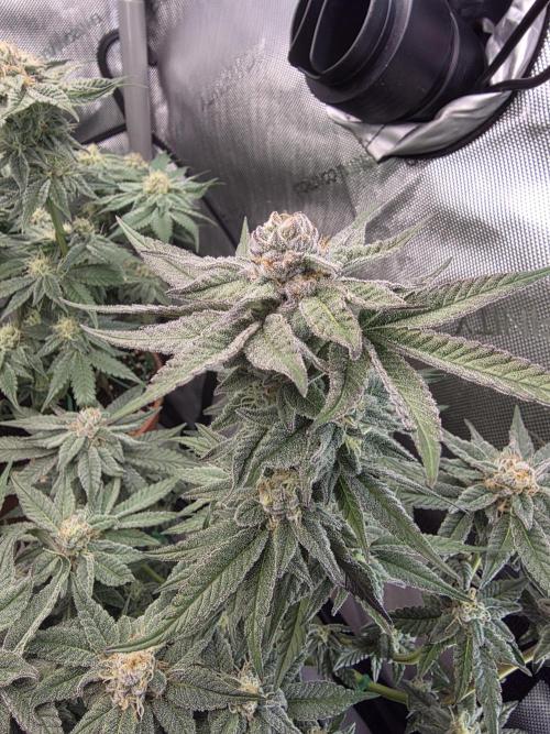 Tangerine dream & White runtz. Week 11
