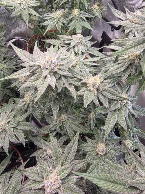 Tangerine dream & White runtz. Week 11