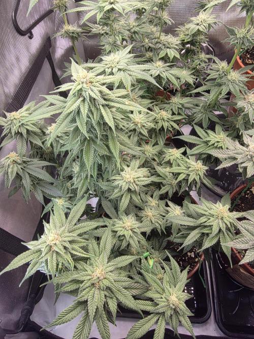 Tangerine dream & White runtz. Week 11