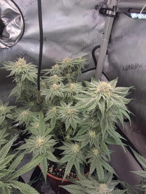 Tangerine dream & White runtz. Week 11