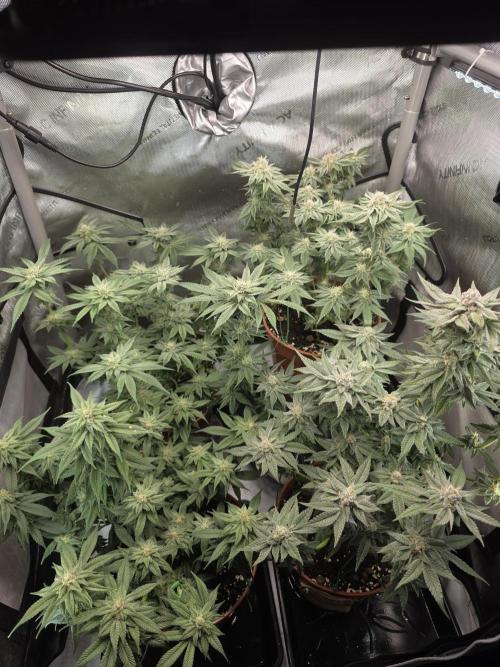 Tangerine dream & White runtz. Week 11