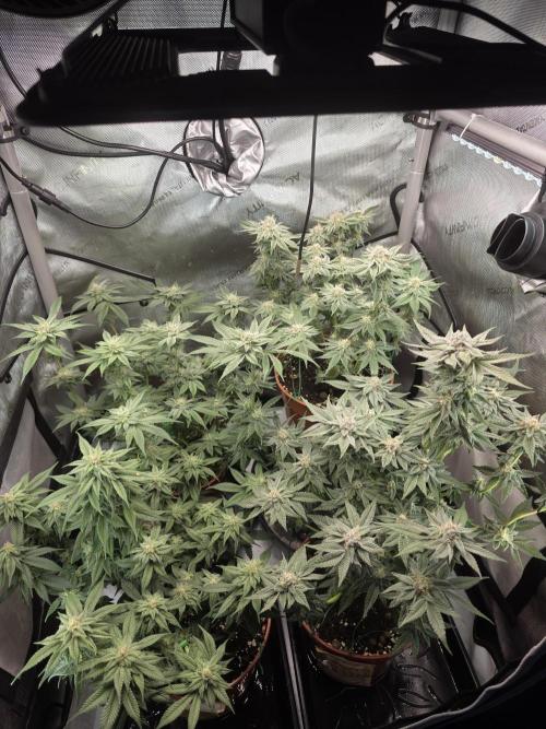 Tangerine dream & White runtz. Week 11