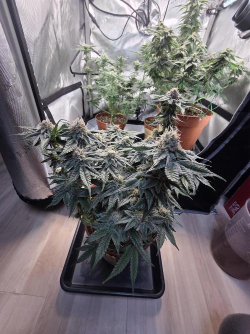 Tangerine dream & White runtz. Week 12